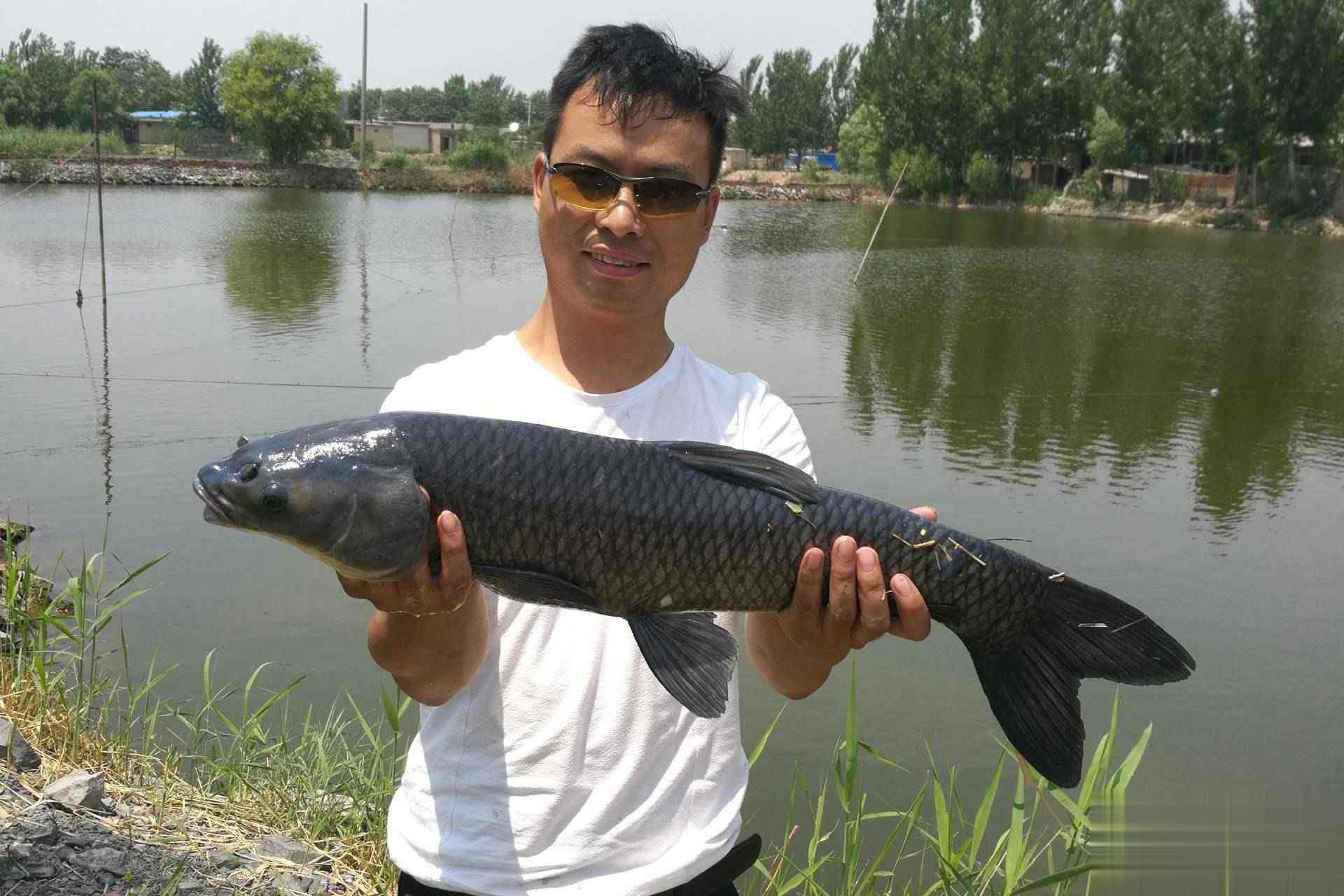 秋季青鱼的, 底层水温低, 食性渐浓开
